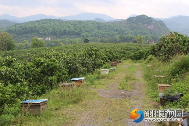 圖一 黃龍鎮(zhèn)三星村臍橙園里擺滿(mǎn)了蜂箱