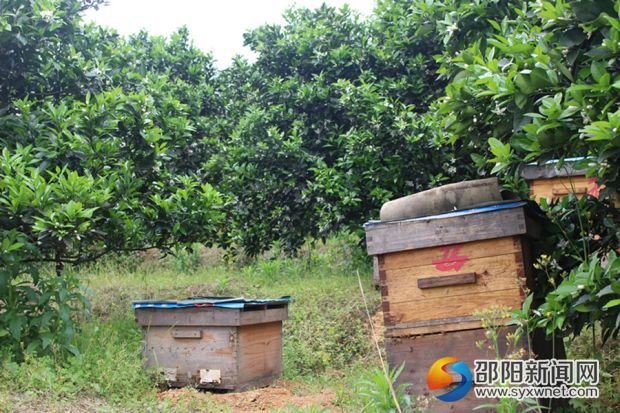 圖二 臍橙園內(nèi)的蜜蜂正忙著采集花蜜