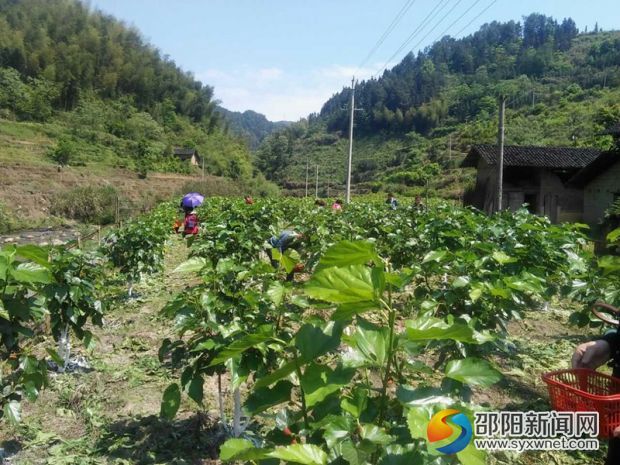 圖二、游客們在園內(nèi)盡情采摘