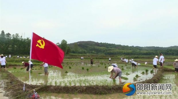 讓黨旗高高飄揚在基層，邵陽縣塘渡口鎮(zhèn)黨員干部助農(nóng)插秧，干勁十足。 (1)