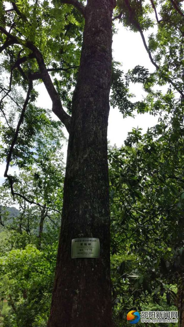 圖為野生千年青錢柳古樹