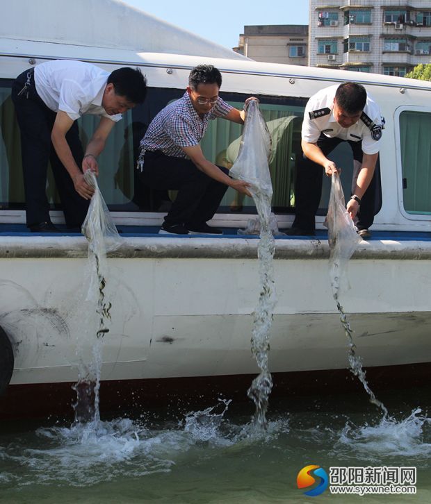 工作人員將魚(yú)苗放流至資江。