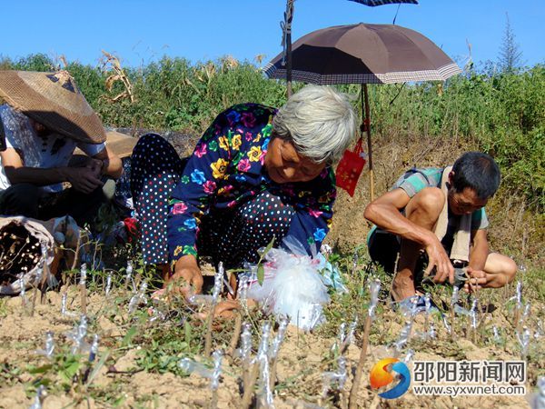 圖為女嫁接能手安錦蘭在嫁接冬棗苗.1jpg