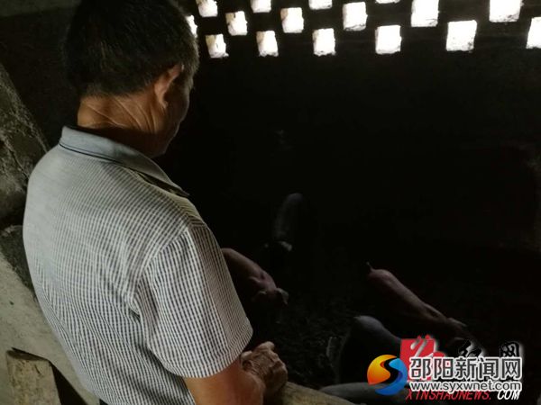 財(cái)宏村村民張中林正給豬仔喂食