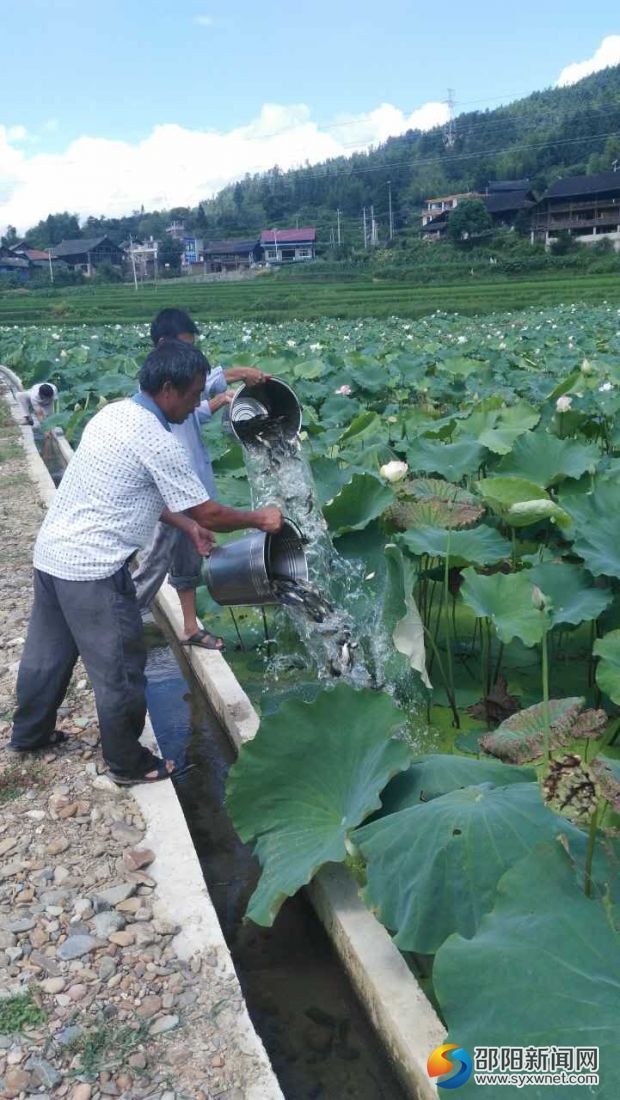 7月25日，城步畜牧局組織村民給荷花田里放魚。