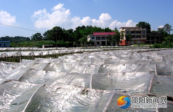 邵東玫瑰香葡萄農(nóng)業(yè)專業(yè)合作社_副本