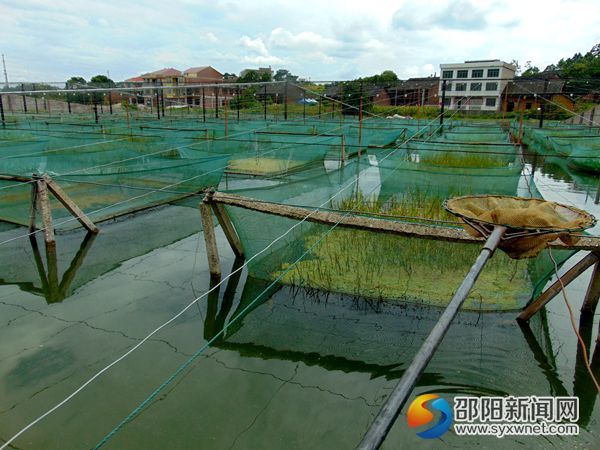 圖為黃鱔網(wǎng)箱養(yǎng)殖基地一角