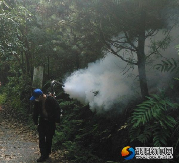 氯氰菊酯噴霧滅殺危害銀杉的松毛蟲