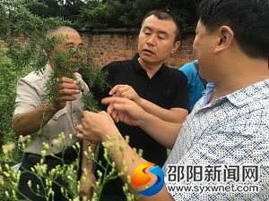 馬勇在考察冷杉保護繁育情況