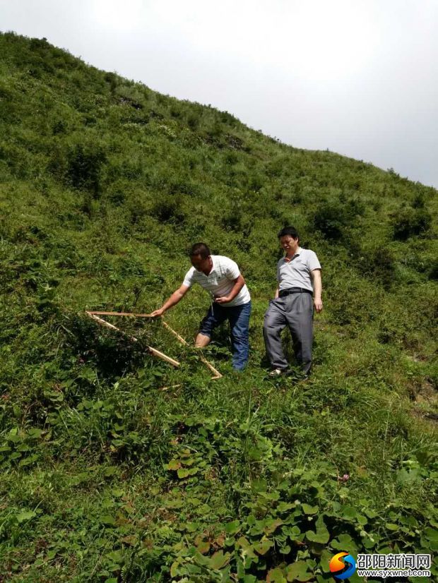 8月18日，城步畜牧局工作人員正在長安營鎮(zhèn)進行草山監(jiān)測野外作業(yè)。