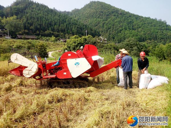 【輔圖】農民給豐收的稻谷裝袋打包