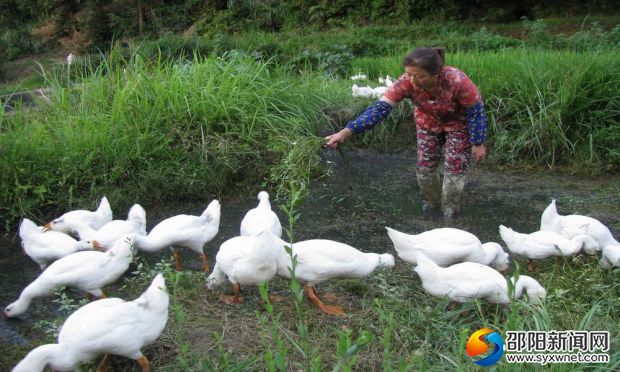 8月24日，新宁县安山乡大塘村五组精准扶贫对象卫春晖，正在野外放养自己的60只良种白鹅。