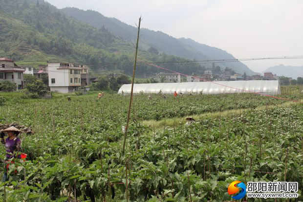 五團鎮(zhèn)扶貧產業(yè)高山紅茄種植基地