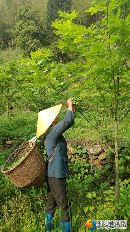 圖為村民在采摘茶葉