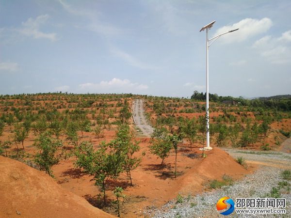 油茶樹長勢良好