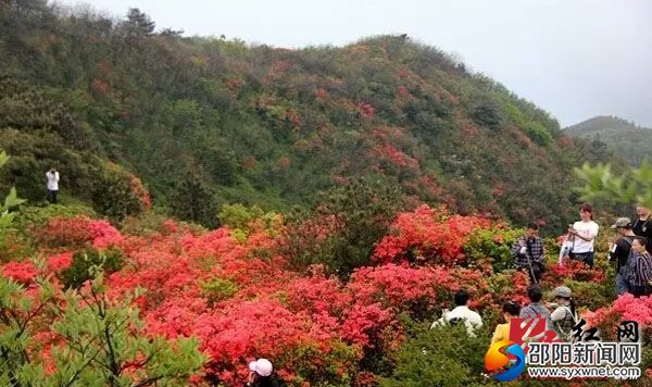 圖為杜鵑花開游客來