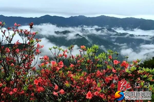 圖為杜鵑花爭(zhēng)奇斗艷