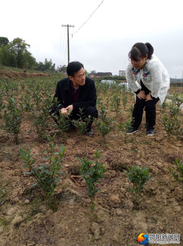 秦立軍實地調研坪豐茶葉基地