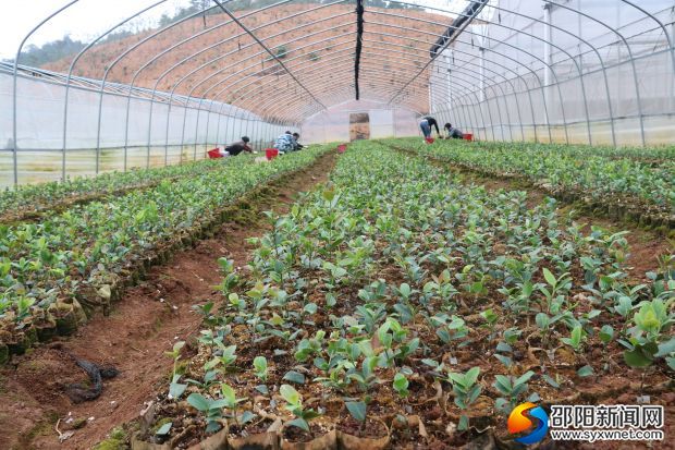 黃草坪林場工人在溫室里培育油茶苗