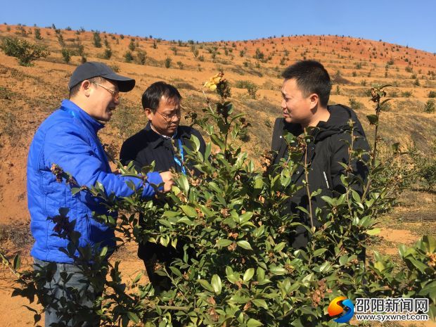 駐村幫扶工作隊在油茶基地查看茶樹長勢。