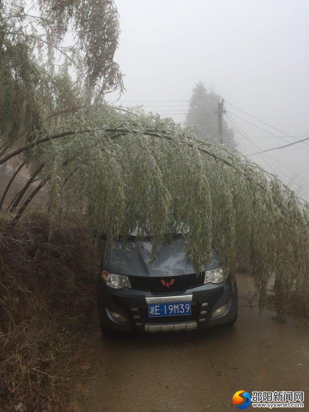 （圖為太芝廟鎮(zhèn)雨雪天氣冰凍楠竹“低頭”情景）