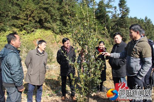 　　李成鋼一行實(shí)地考察白毛坪村油茶林基地