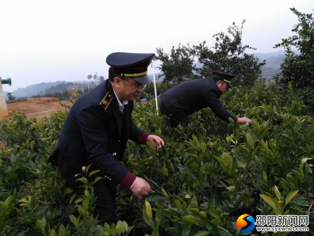 執(zhí)法人員將該縣撥竹園藝場1000余株帶有柑橘潰瘍病的苗木進行集中焚燒1