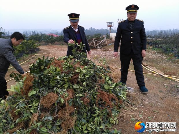 執(zhí)法人員將該縣撥竹園藝場(chǎng)1000余株帶有柑橘潰瘍病的苗木進(jìn)行集中焚燒