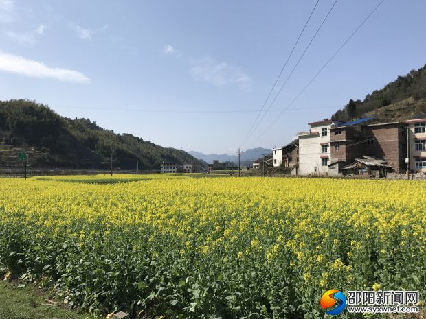 鋪頭油菜花