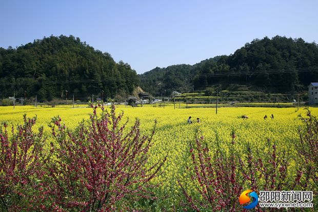 油菜基地圖片二