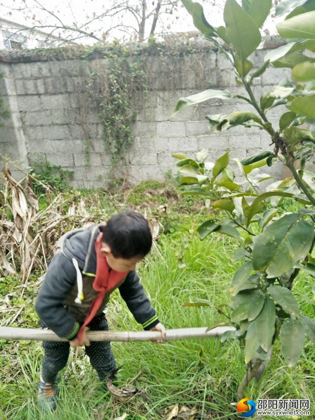 學(xué)生為老樹(shù)苗除草