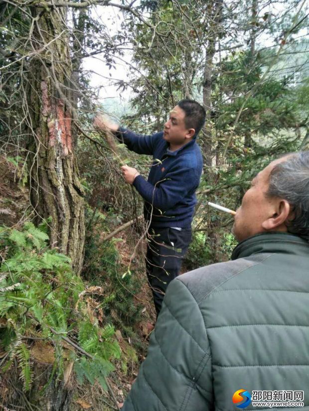 工作人員檢查樹上松毛蟲 (2)