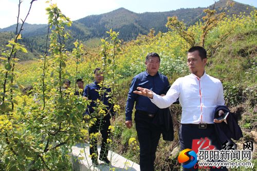 調研組一行在塔溪村白巖山苗香梨種植基地實地考察