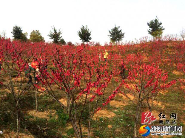 大同福地 桃園