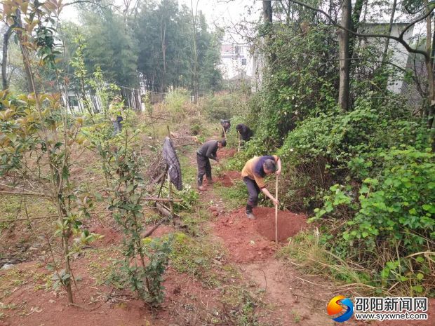 肖八村民正在種油茶