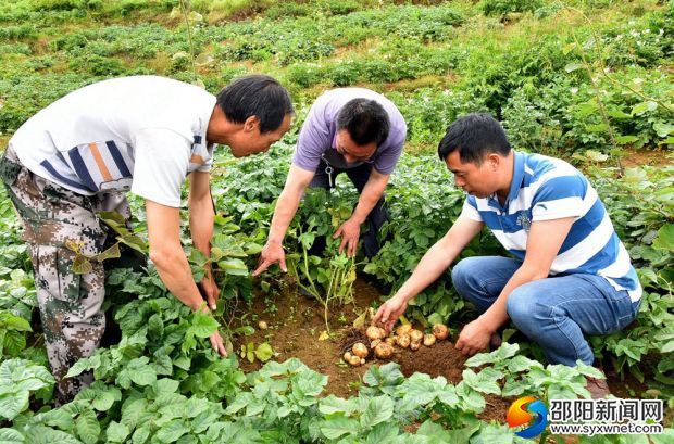 隆回馬鈴薯