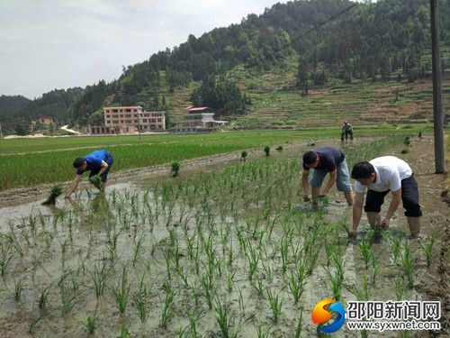 圖為縣人社局黨員在幫助貧困戶(hù)搶插中稻