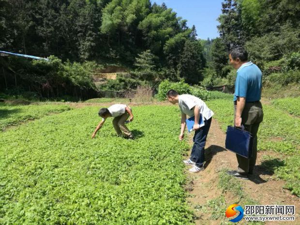 鄉(xiāng)村兩級在驗收絞股藍