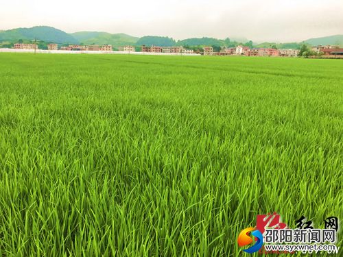 天元农业优质水稻基地一幕