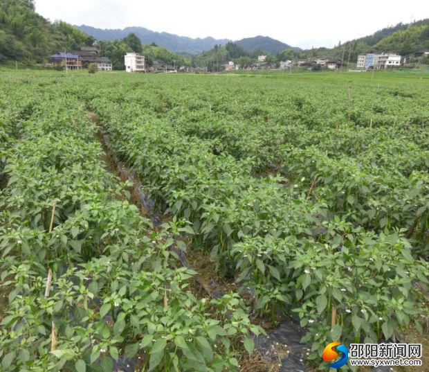 城步汀坪鄉(xiāng)蓬瀛村種植的成片辣椒。