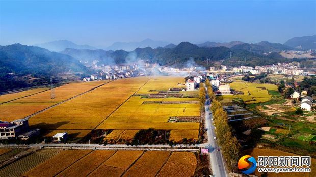 富陽村 “金黃稻田 風(fēng)景如畫”（資料圖）