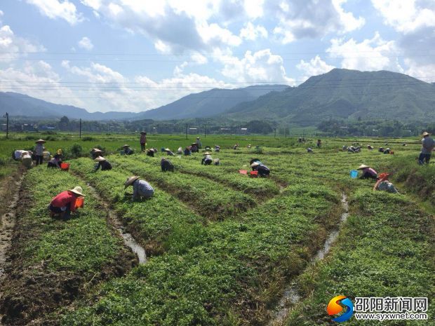 調研絞股藍收割情況