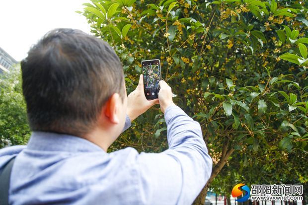 市民正用手中的照片拍摄下桂花的美景