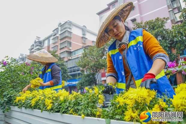 工作人員在對(duì)花廂式隔離帶內(nèi)菊花進(jìn)行處理