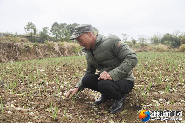 陳秋松在大蒜基地看蒜苗長(zhǎng)勢(shì)