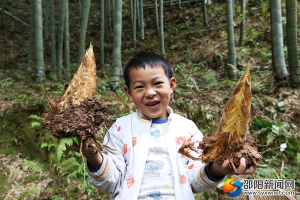 精準(zhǔn)培育竹林后竹筍生長(zhǎng)喜人