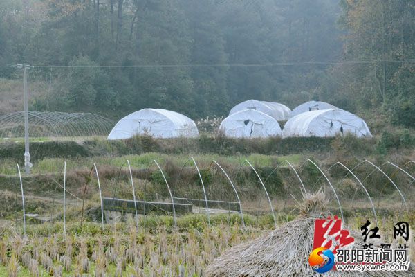 村民顏根喜的蘑菇大棚