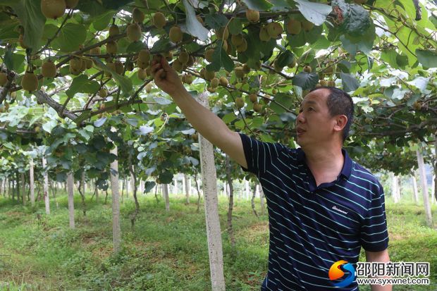 李玉陽在看獼猴桃的長勢