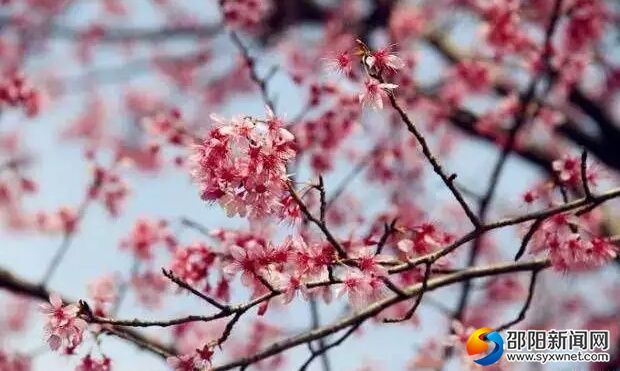 （寶慶森林公園桃花盛開(kāi)）