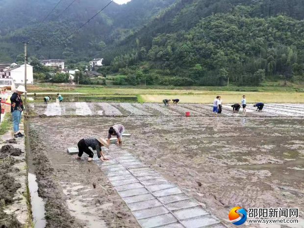 赤塔水稻種植合作社水稻基地育秧